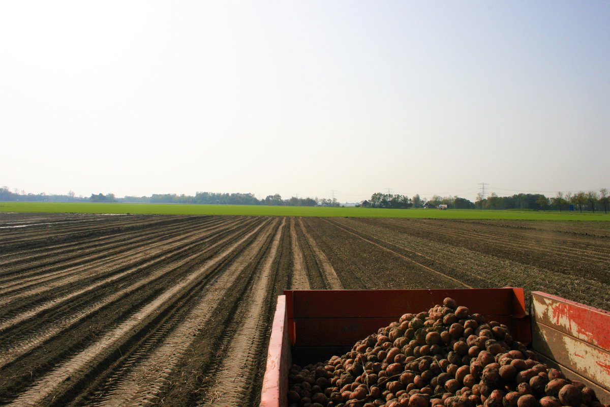 wiersemapiepers's tweet photo. De laatste aardappelen worden gerooid! #aardappeloogst2017 https://t.co/uTcxxUdEPk