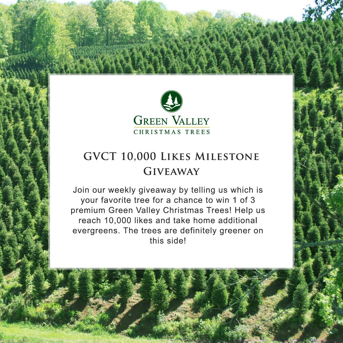 GreenValleyTree's tweet photo. Join us as we aim to reach a holiday milestone and get a chance to win 1 of 3 @GreenValleyTree! #IChooseGreenValley https://t.co/HyqRUb3uaM https://t.co/WnztQxKLLl