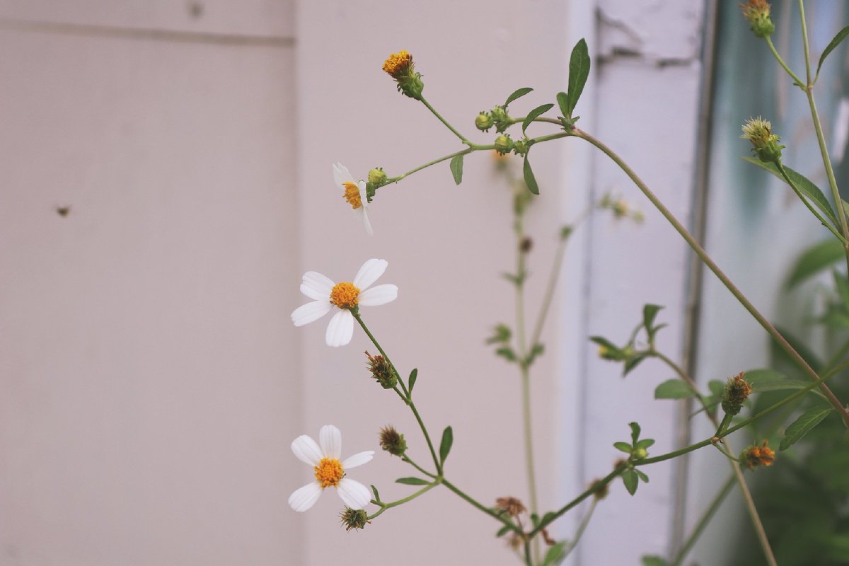 efflorescence tweet media