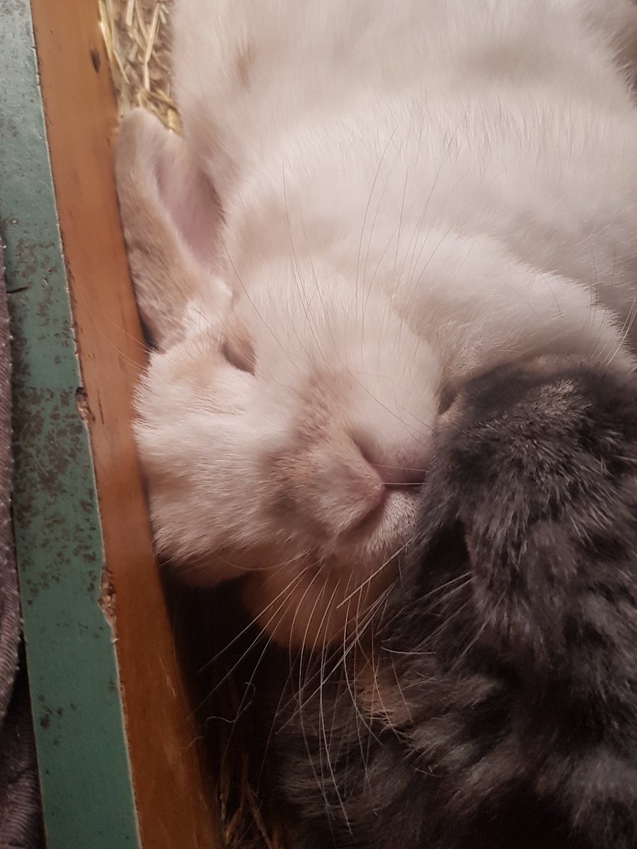 windmillfarm88's tweet photo. One chilled out bunny 🐰🐇❤ https://t.co/fJOomRJkC1