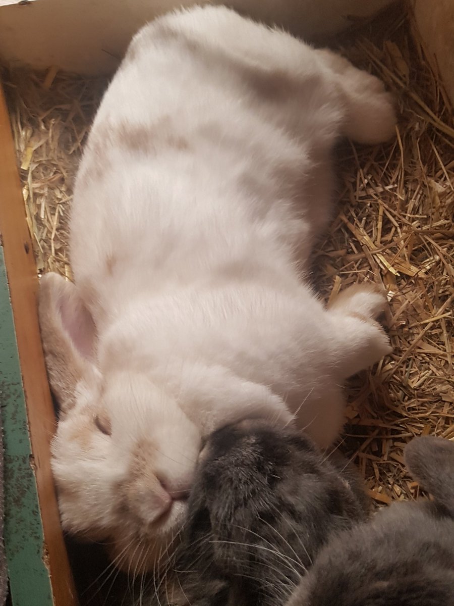 windmillfarm88's tweet photo. One chilled out bunny 🐰🐇❤ https://t.co/fJOomRJkC1