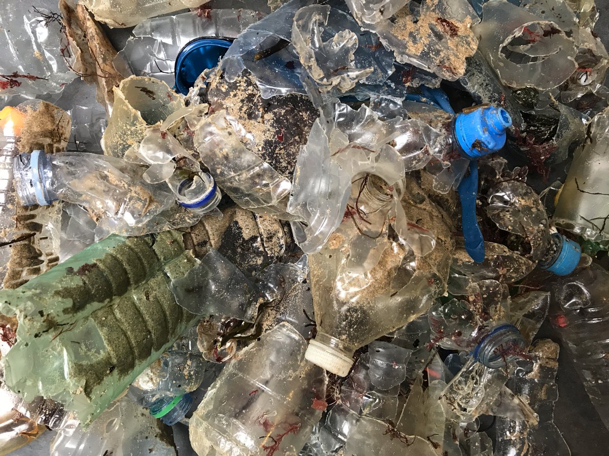 Newquaybeach's tweet image. We picked up 783 plastic bottles and fragments from one Cornish cove last week. All washed up from the ocean floor with the seaweed😐