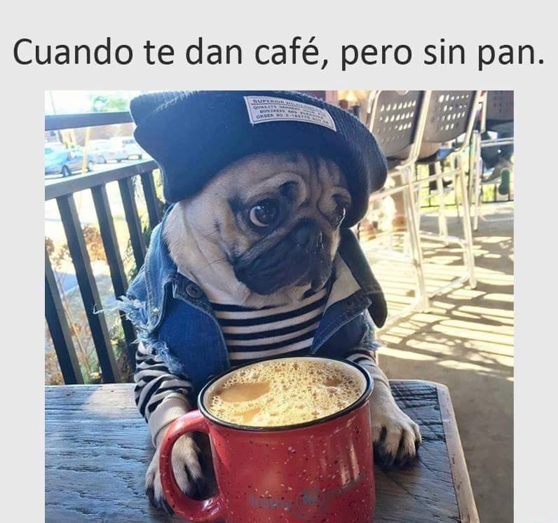 SiguesTeSigo's tweet photo. Cuando te dan café pero no pan #siguemeytesigo https://t.co/6vmbUEfU5o