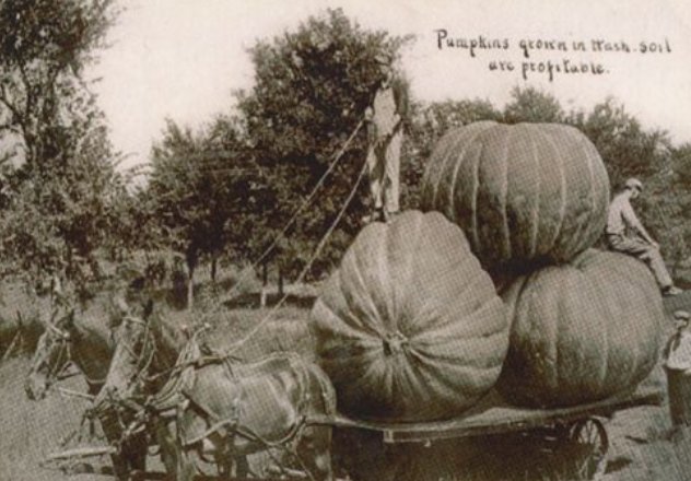 FoodCycleCamb's tweet photo. #Cambridge allotmenteers! Got any surplus veg? We're cooking for 1000 at Friday's #CamPumpkinFest launch. Email cambridge@foodcycle.org.uk! https://t.co/zQJA2Q92wa