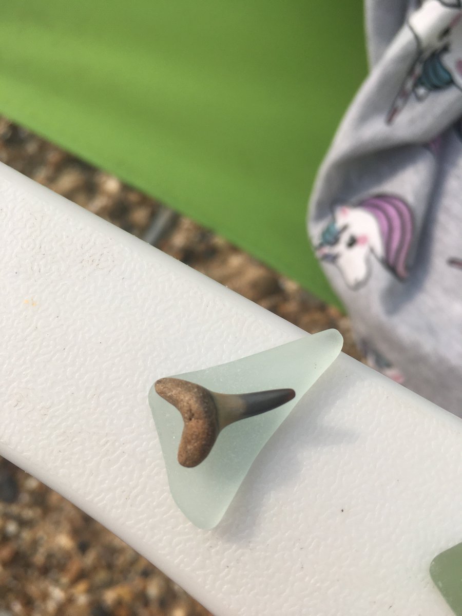 redandbrowns's tweet photo. @london_aquarium my daughter just found this on our local beach! Could you confirm if it is a shark tooth? She's very excited! https://t.co/ydxNRCb6q6