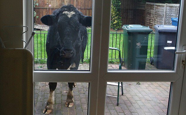 BeWarmers's tweet photo. Thanks for the new pet hurricane #Ophelia...🐄

(📷: @itsluisagibson) https://t.co/nepXtmmFA0