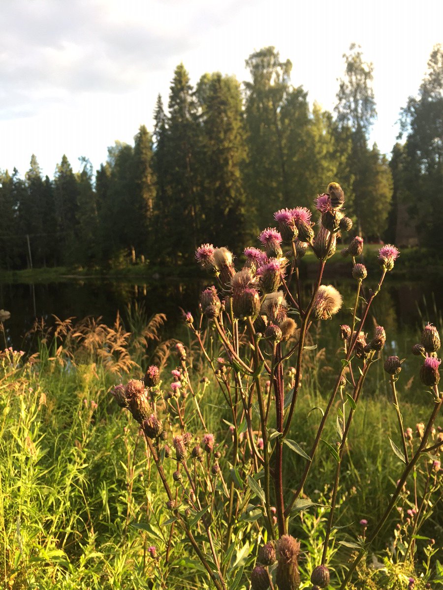 Kirjoitimme ihanien kaupunkiniittyjen tärkeydestä bit.ly/2xILMbF