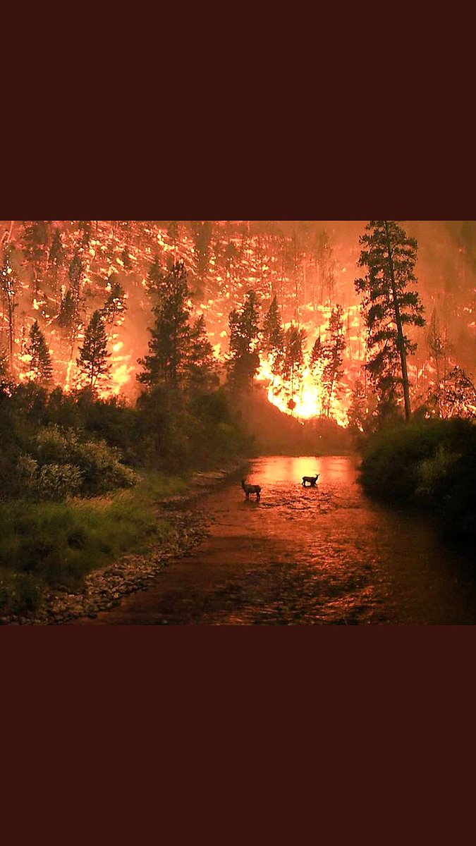 olivelvet's tweet photo. No se cómo pueden vivir los mal nacidos que han provocado estos incendios #ardeGalicia #ArdeAsturias #ArdeLeon #ArdePortugal #QueimanGalicia https://t.co/ynoAPn5zJQ