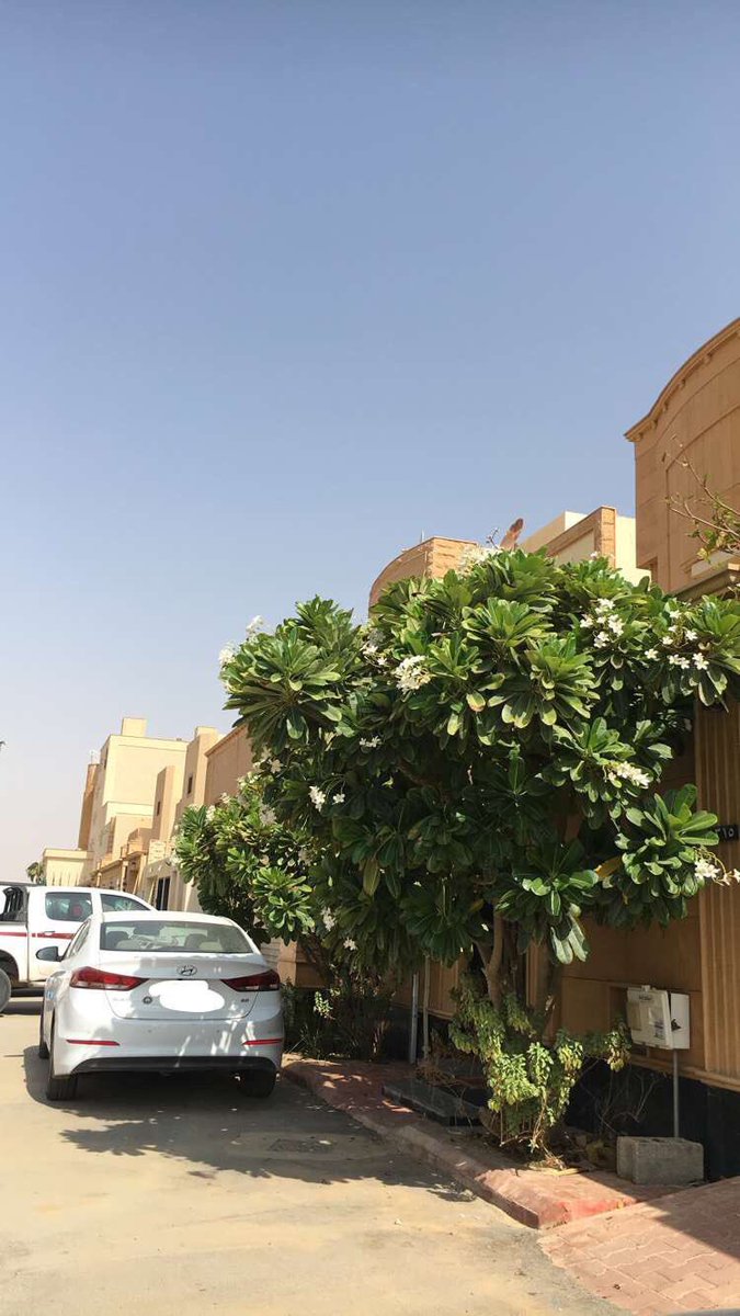 سليمان السهلي Sur Twitter إذا خزان البيت على السور كالفلل صغيرة الفناء فلا تزرع شجرة تصبح ضخمة كاللبخ والنيم وغيرها وازرع شجيرات مثلا كف مريم وجاتروفا جذورها صغيرة Https T Co Gw7gzcgflp