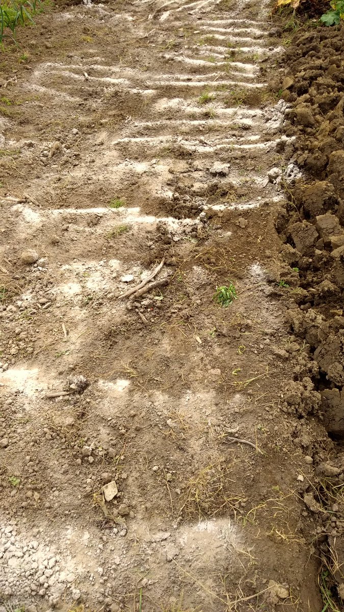 steveallotment's tweet photo. Treating a bed with lime. https://t.co/tJgk8pQD69