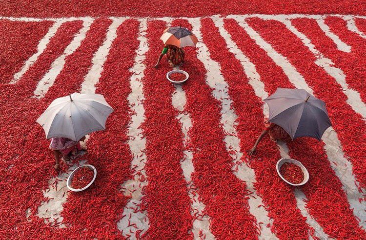 CanConciergeCan's tweet photo. In Bogra, Bangladesh, women harvest and sort through red chili peppers, drying them in the sun. https://t.co/8DzdUnaqoV #travelwithcc https://t.co/26ycsZJDdd