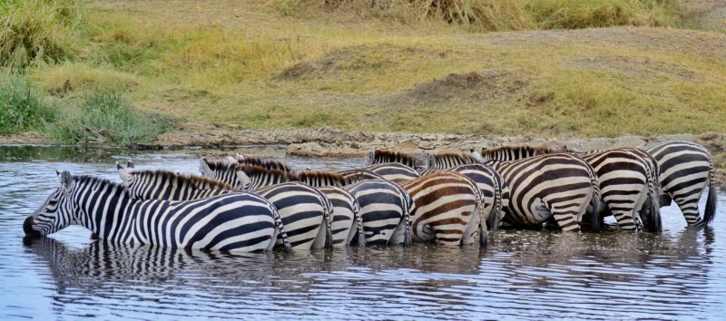 Udare_es's tweet photo. Mires donde mires, la naturaleza te ofrece momentos únicos...disfrutando de un safari fotográfico, las mejores capturas. Karibuni sana https://t.co/hRC03bpAgy