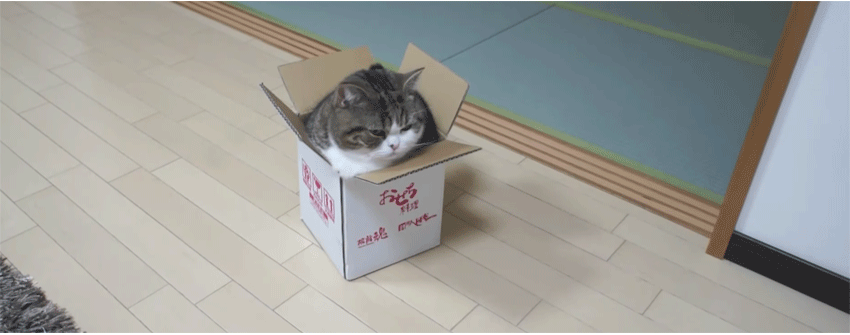 chief_marketer's tweet photo. A cat in a box and 10 terrific email marketing tips—what else could you possibly need? @michaeljbarber #mpb2b17 https://t.co/OwV9xVyOBN https://t.co/2z2LPkBcU2