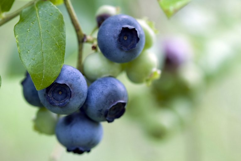 FruitPortal's tweet photo. South African blueberry exports forecast to double in 2017-18, #SABPA, https://t.co/cZKFaobc0y https://t.co/gIltPlhuyj