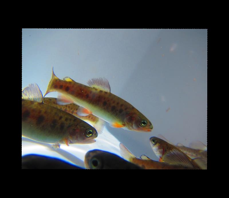 Inthecurrentaz's tweet image. #TrendingNow - Native Gila Trout in Arizona's Hatcheries - inthecurrent.org/trendingnow/tr…