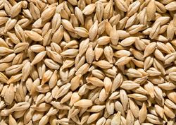 syngentacanada's tweet photo. #DYK the percentage of #germination in your #seed this year? #cerealquality #WestCdnAg https://t.co/P0AJrqHGNt