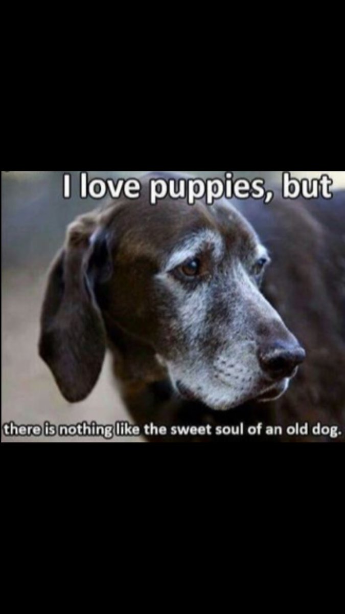 shaundubss's tweet photo. #seniordogs https://t.co/83d3fgvIrT