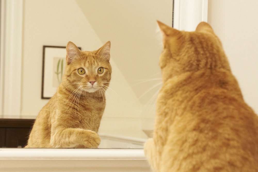 you're good enough. 
you're smart enough. 
and, gosh darn it, people like you. 
#MondayMorning