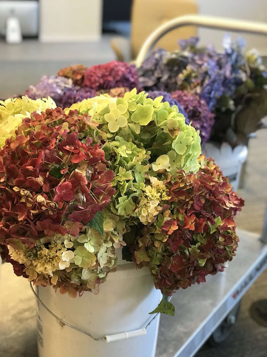 Blooms, blooms and more blooms! We’ve got bunches of @ESHydrangeas to get through this Monday. #LifeinFullBloom