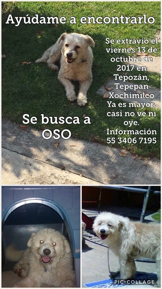 alegomazin's tweet photo. Porfavor ayudenme para encontrar a  mi perrito Oso. Se perdió en Tepepan.  tiene menos pelo que en la foto @StaMaTepepan @DelegacionXochi https://t.co/MBgMo3ypf6
