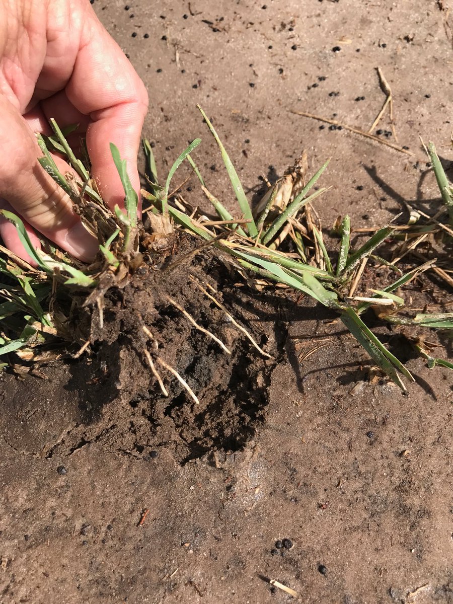 JonathanOBrown2's tweet photo. New roots one week after planting. TR-Roots Plus speaks for itself! https://t.co/RjzZFvI2sU