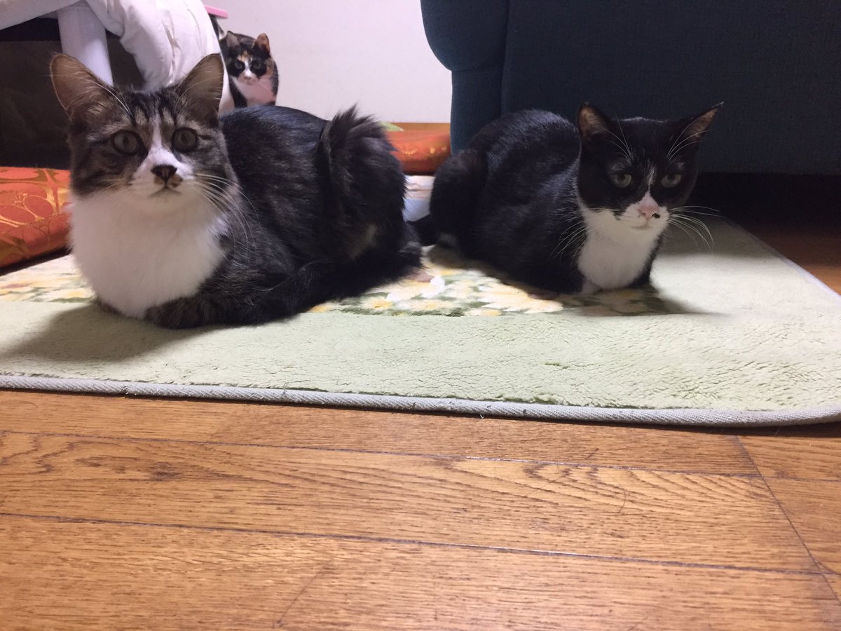 milkmome's tweet photo. 猫たち https://t.co/ZtTJL1VChQ