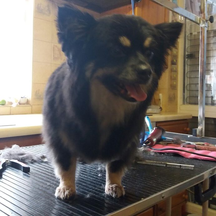 PupstarGrooming's tweet photo. #Doggies groomed today. #brentwood #doggrooming #hutton #Shenfield #ingatestone #warley #billericay #mountnessing #warley #huttonmount πβπ https://t.co/bcqmoGhn9N