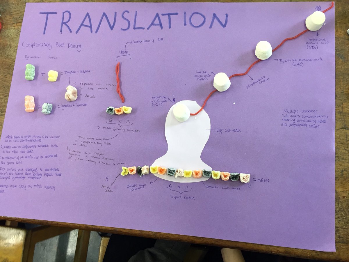 ScienceEba's tweet image. Fantastic work from EBA Y12 on DNA translation. Masterfully avoided the temptation to eat their creations too!