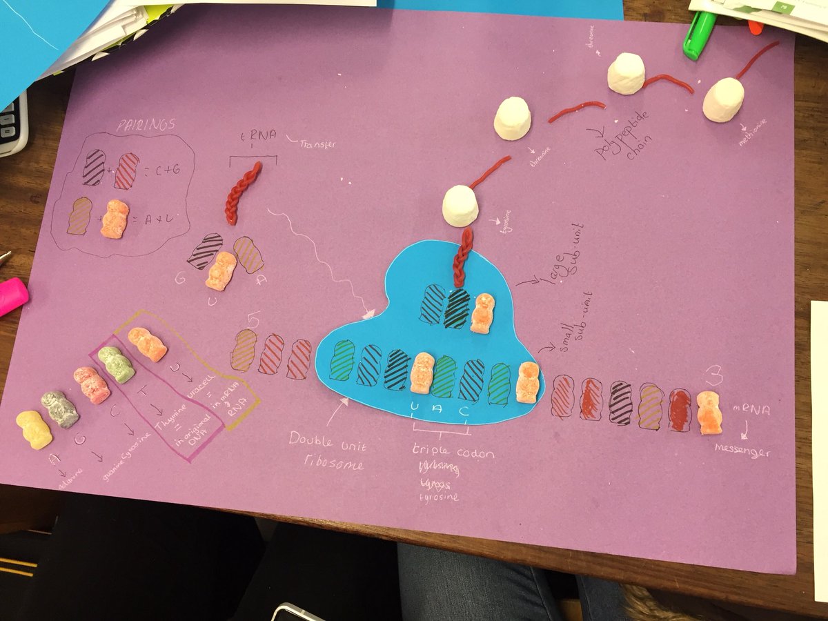 ScienceEba's tweet image. Fantastic work from EBA Y12 on DNA translation. Masterfully avoided the temptation to eat their creations too!