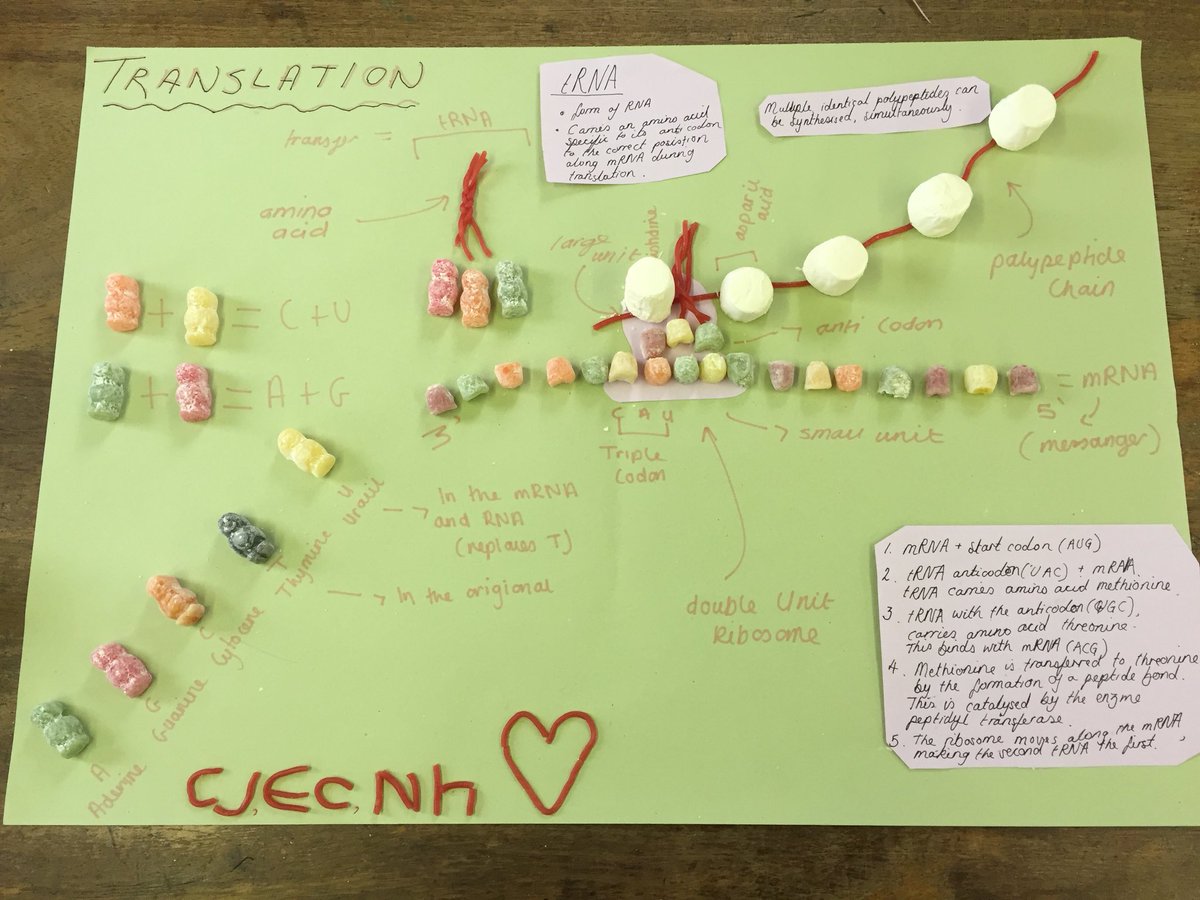 ScienceEba's tweet image. Fantastic work from EBA Y12 on DNA translation. Masterfully avoided the temptation to eat their creations too!