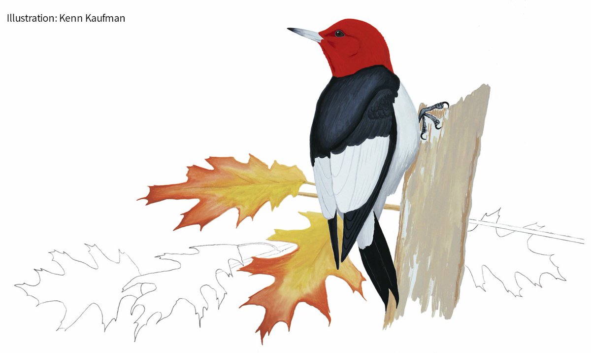 audubonsociety's tweet photo. The Red-headed Woodpecker is popular &amp; unmistakable. But it's declining and its habits are hard to understand. https://t.co/mx4l6WBgRu https://t.co/W7hF39lwRy