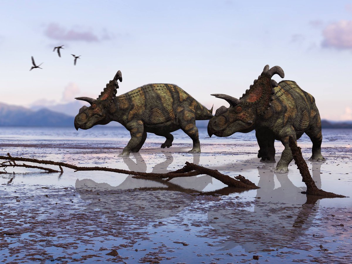 oreakids's tweet photo. A new version is coming... Une nouvelle version arrive... #fantastic#dinosaurs https://t.co/MNtsPs9iKC