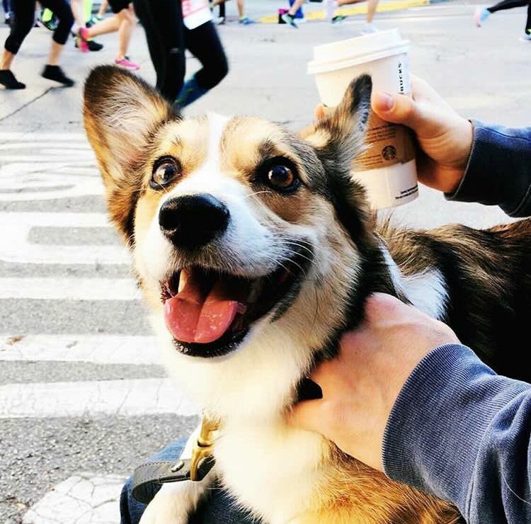 Happy Monday!!!! Have a fabulous week! 👍🏻🐶❤️