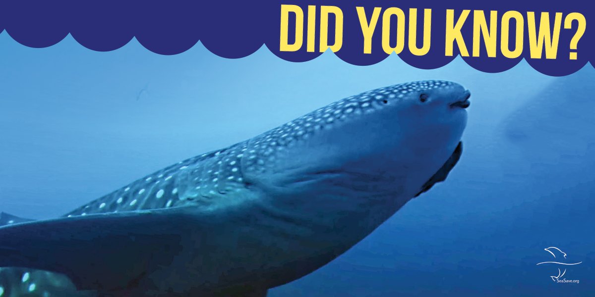 seasave's tweet photo. There are 183 member countries in CITES, an intl agreement to ensure trade does not threaten survival of plants and animals.
@CITES @USFWS https://t.co/LBp2bSRScH