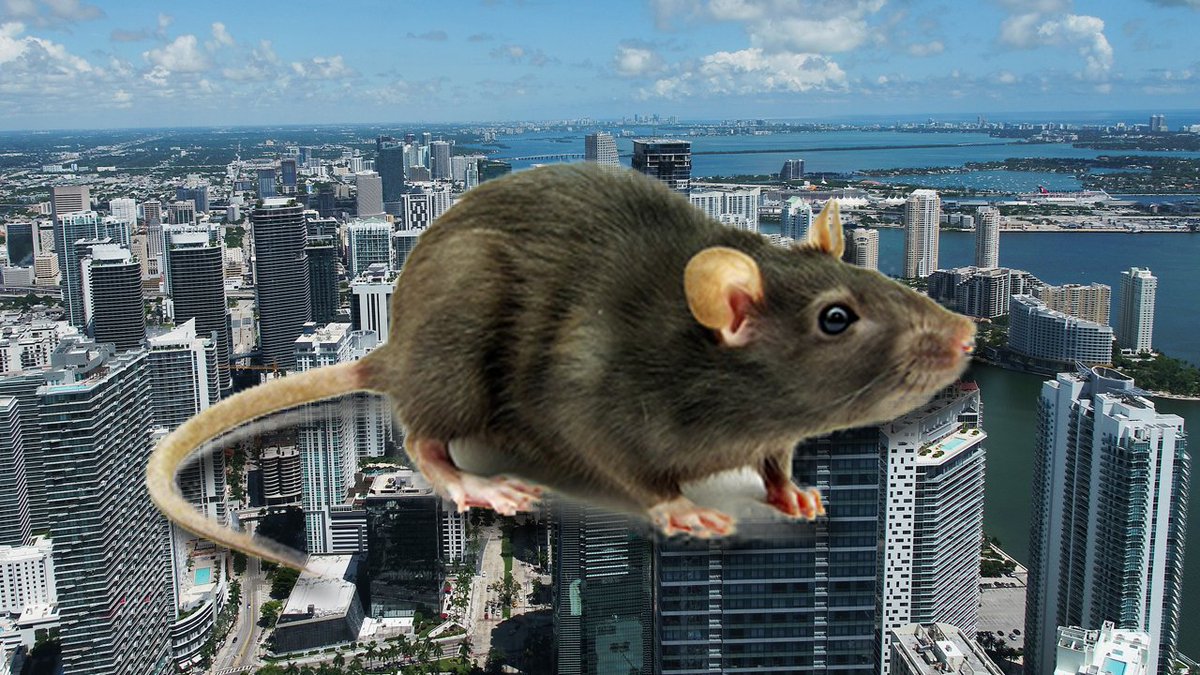 Miami ranked the 3rd most roof rat-infested city in the US bit.ly/2zcfnLQ?source… https://t.co/DsClcTJ0ma