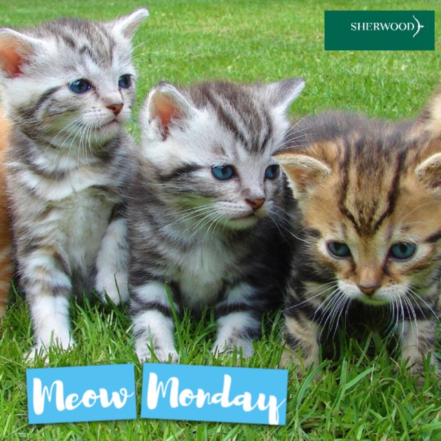SherwoodRecruit's tweet photo. Let us see your #MeowMonday pics in the comments! Share with friends so we can see their posts too! https://t.co/Z16qR5yQiR