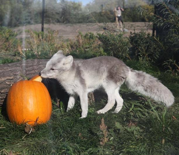 TravelManitoba's tweet photo. Howls, cheers and laughter abound this week in Manitoba. Here's what's hot: https://t.co/QyHixOgsZD #exploremb #explorecanada https://t.co/AHRM7YKtRW