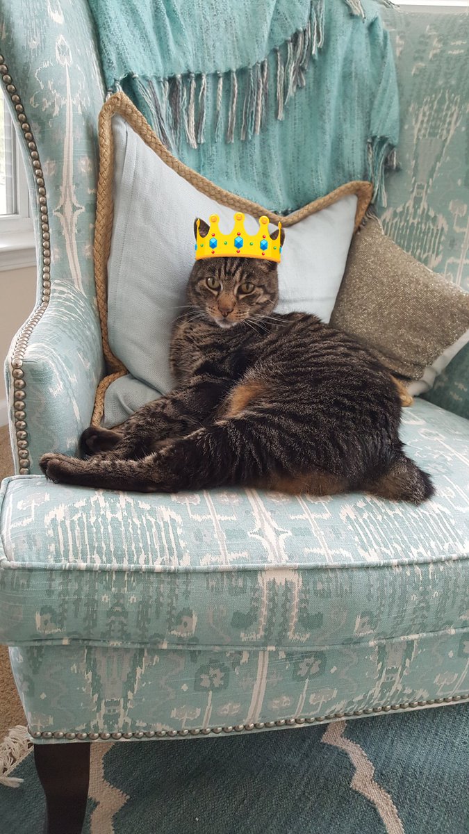 bobthecat2016's tweet photo. @TheBloggess But I am a Bobcat &amp; King Do u think the news will put me on tv? #notabobcat https://t.co/nt6PvE8bop
