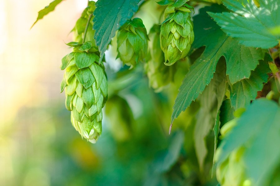 Get the lowdown on 8 up-and-coming hops brewers are digging this year: bit.ly/2ynRQKW