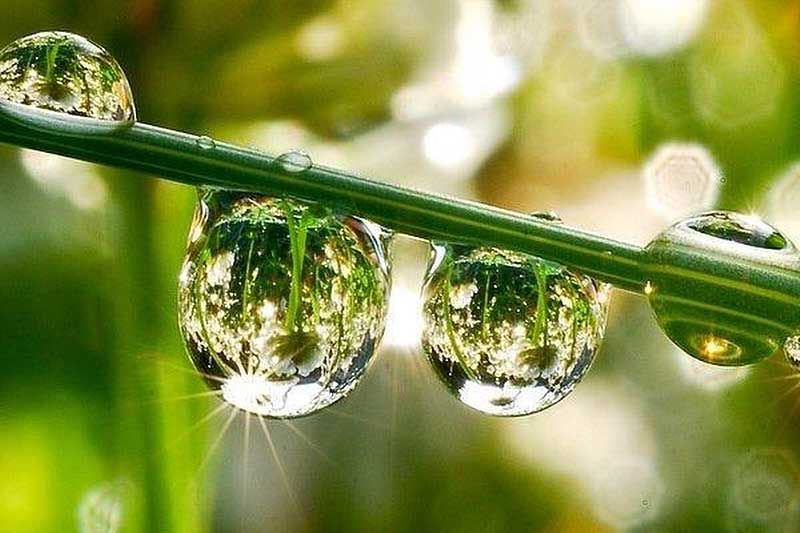 1999gusak's tweet photo. Dew is especially visible in the morning https://t.co/ykeCju3zdi