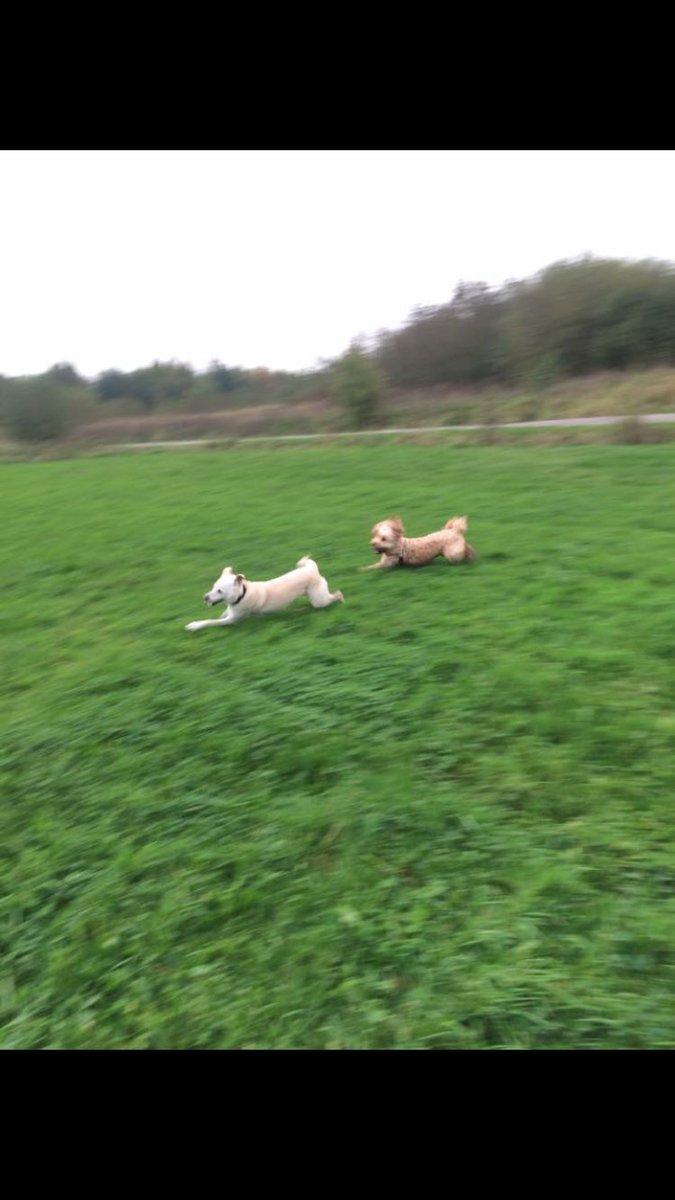 BarneyHCockapoo's tweet photo. Fun at the dream today #hevspetcare #dogwalking https://t.co/ufIMPWDufd
