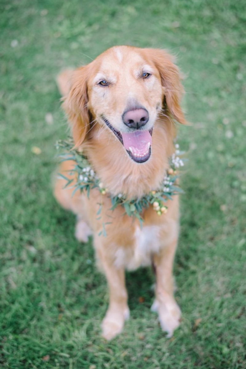 This precious pooch is so excited to be apart of his humans’ Big Day bit.ly/2xzpBse <a href="/AaronandJillian/">Aaron and Jillian</a> <a href="/WildFlowersInc/">WildFlowersInc</a> <a href="/DogTiredSC/">Dog Tired</a>