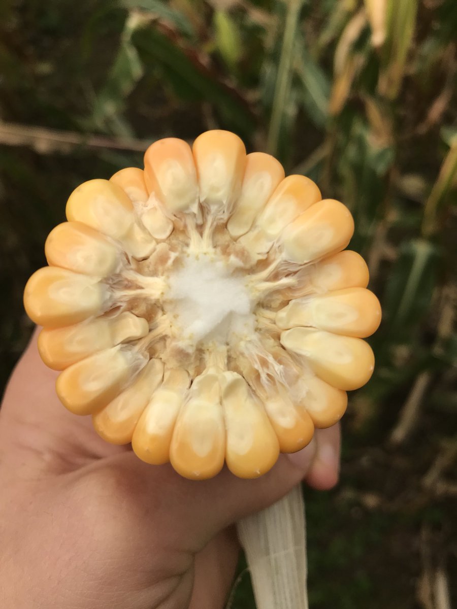 emilygrandfield's tweet photo. Imagine having a cob with 20 grains round the spindle - with @ragtseedsuk Agiraxx its reality. All that grain = great quality =happy cows๐๐ฅ https://t.co/ngUUcJ19s6
