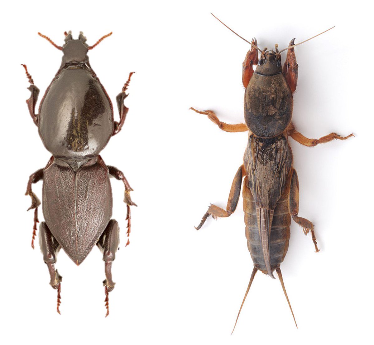 DrRossPiper's tweet photo. This flightless, fossorial longhorn beetle (left) has come to resemble a mole cricket. A superb example of convergence. https://t.co/g36oI3u9lg