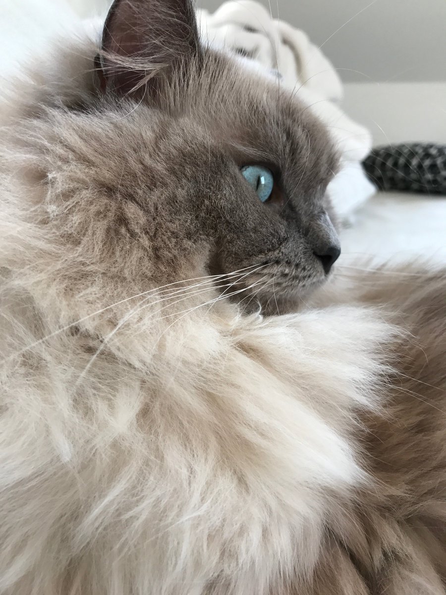 MahraRahimi's tweet photo. @kevinschawinski @owning_ivy @kyuseok_oh Now i need to join the fight with fluffiness... https://t.co/TGGtpPnURB