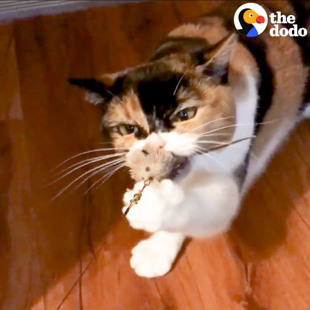 The Dodo on Twitter "This rescue cat is super protective of her toys