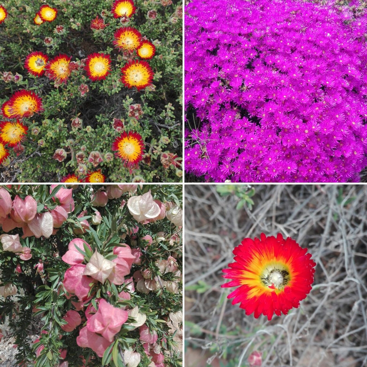 TanithGrant's tweet photo. Karoo desert national #botanicalgardens  in #Worcester in full bloom, I'm sure this rain will help too #spring https://t.co/90rIFAsppG