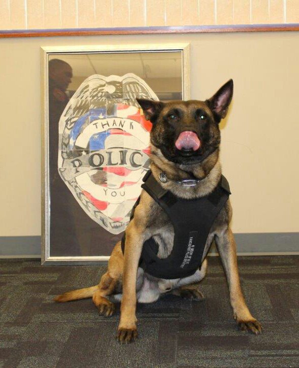 GIPoliceDept's tweet photo. Haus is licking his chops anticipating your vote for @GIPoliceDept to receive Aftermath's K9 grant. Vote at https://t.co/UBrUiY4MZW https://t.co/66O9EgNfAM