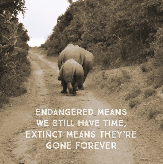 Helping Rhinos 🦏 (@helpingrhinos) on Twitter photo 