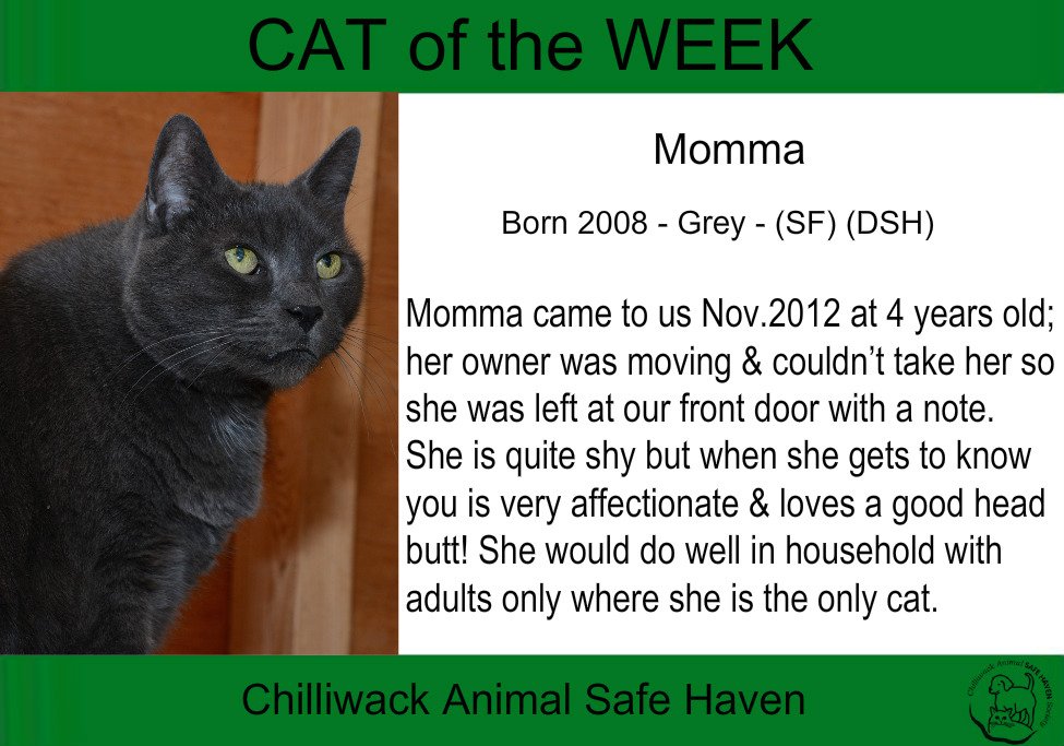ChwkSafeHaven's tweet photo. Happy #NationalFeralCatDay! #SafeHavenCats #CatOfTheWeek is Momma who is an #AbandonedCat #LongTimeResident need #QuietHome #WithoutChildren https://t.co/dzJCrfiVSz